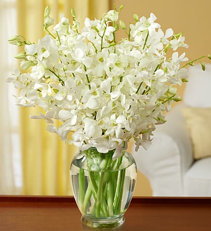 White Elegance Orchids